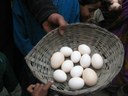 Kuroiler eggs (large sized) being compared with Desi eggs (small sized).